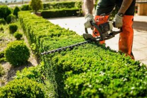 Why Is Hedge Removal Blackpool the Best Choice for Large Hedges?
