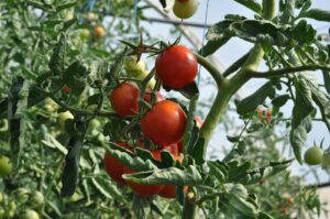 Best Seed Companies in India: Choosing Quality Seeds for Better Farming