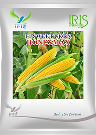 Best Seed Companies in India: Choosing Quality Seeds for Modern Farming