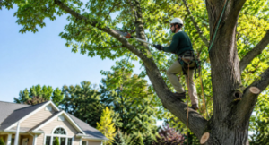 Tree Pruning in Billings, MT: When to Do It and What to Ask a Crew 1 Tree Pruning in Billings, MT: When to Do It and What to Ask a Crew