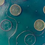 Aquaculture Expansion Strengthens Feed Requirements Across Vietnam