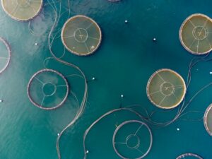Aquaculture Expansion Strengthens Feed Requirements Across Vietnam