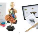Life Science Curriculum for Elementary Homeschool Students: What to Teach