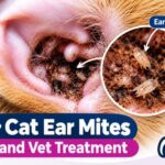 Ear Mites in Humans: Can Ear Mites Affect People?