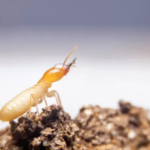 Termite Baits and Termite Inspection: How They Work Together to Protect Your Home