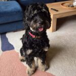 Puppy Obedience Classes in Dublin