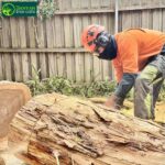 Tree Removal Service Melbourne: Safe Tree Care for Homes and Properties