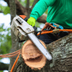 Professional Tree Services in Sacramento, CA | Bruno Ferazza
