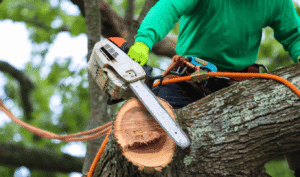 Professional Tree Services in Sacramento, CA | Bruno Ferazza 1 Professional Tree Services in Sacramento, CA | Bruno Ferazza