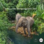 Krabi Ethical Elephant Sanctuary 3 Krabi Ethical Elephant Sanctuary