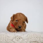 What Can Calgary Families Learn From a Goldendoodle Breeder's First Weeks of Puppy Care? 3 What Can Calgary Families Learn From a Goldendoodle Breeder’s First Weeks of Puppy Care?