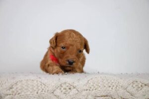 What Can Calgary Families Learn From a Goldendoodle Breeder's First Weeks of Puppy Care? 1 What Can Calgary Families Learn From a Goldendoodle Breeder’s First Weeks of Puppy Care?