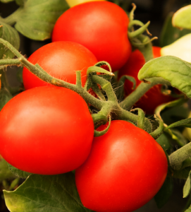 F1 Hybrid Tomato Seeds for Productive and Modern Farming