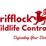 Squirrel Removal and Home Repair Services for Lasting Protection