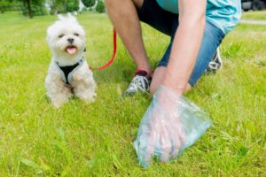 Can Rich Dog Dog Poop Cleanup Service Keep Your Yard Clean and Fresh? 1 Can Rich Dog Dog Poop Cleanup Service Keep Your Yard Clean and Fresh?