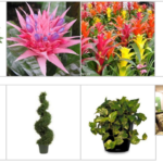 Screenshot 2026 02 16 at 18 34 47 Live Plant Rentals Trees and Green Walls for Exhibits and Trade Shows