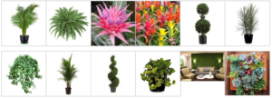 Stunning Succulent Arrangements Las Vegas for Contemporary Homes and Offices