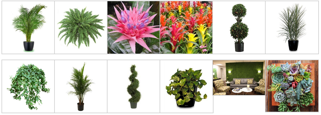 Screenshot 2026 02 16 at 18 34 47 Live Plant Rentals Trees and Green Walls for Exhibits and Trade Shows