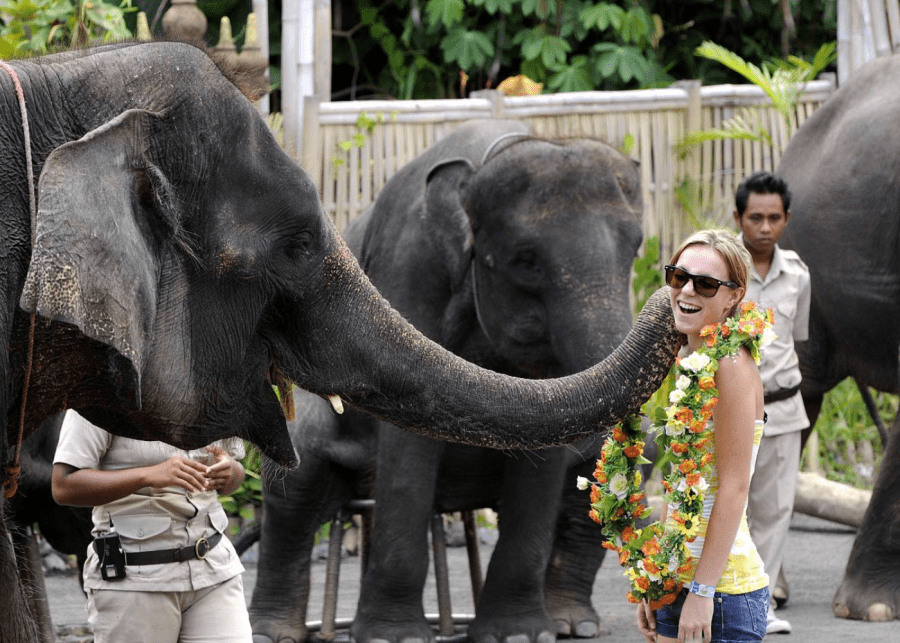 Bali Elephants Safari Sanctuary