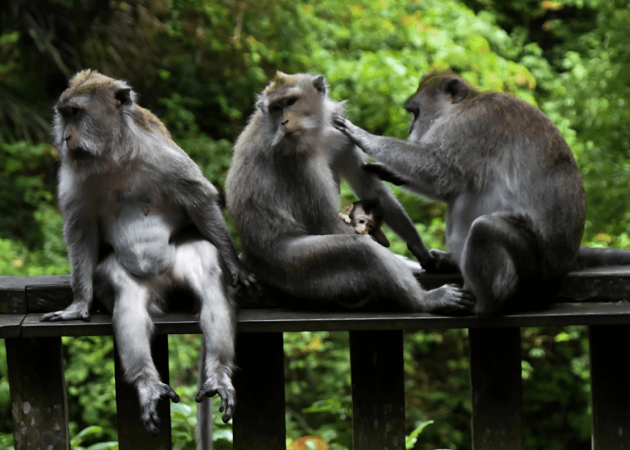 Monkey Forest Ubud