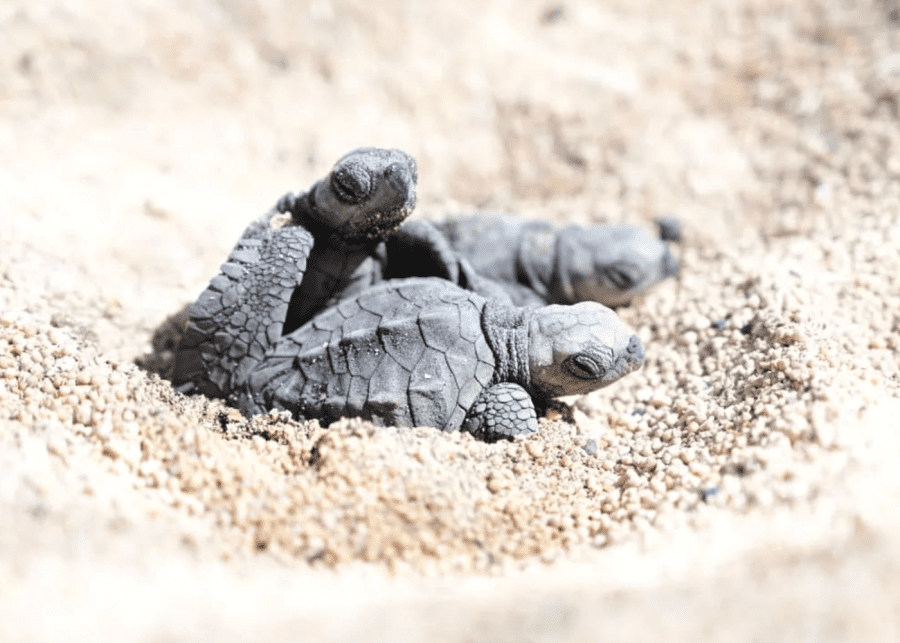Turtle rescue Bali