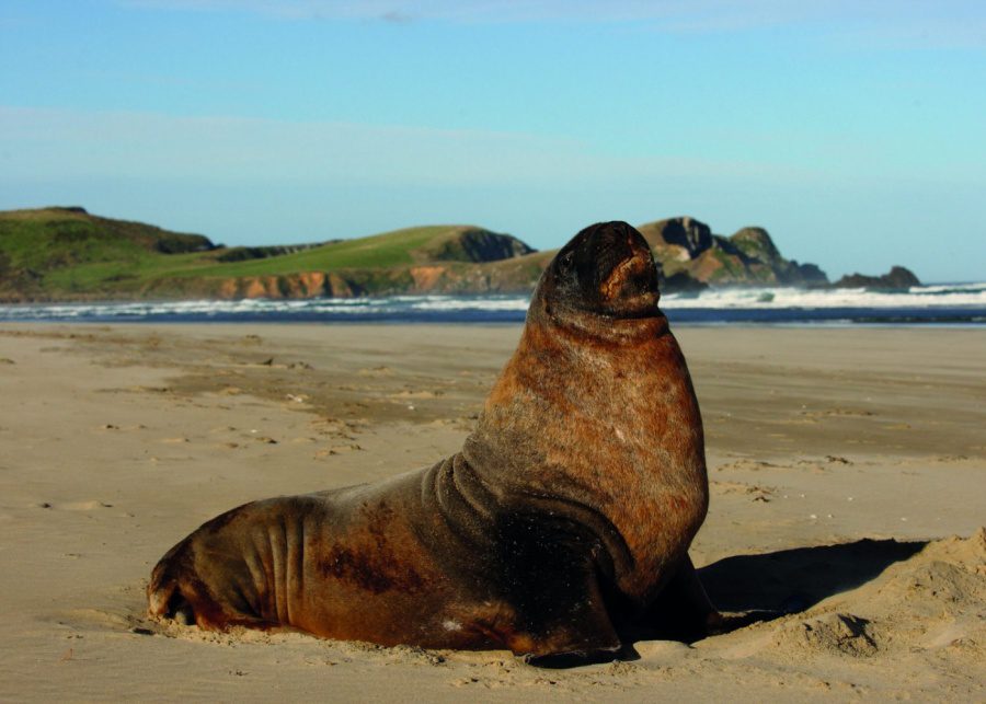 A sea lion at Surat Bay | Top places to visit in New Zealand