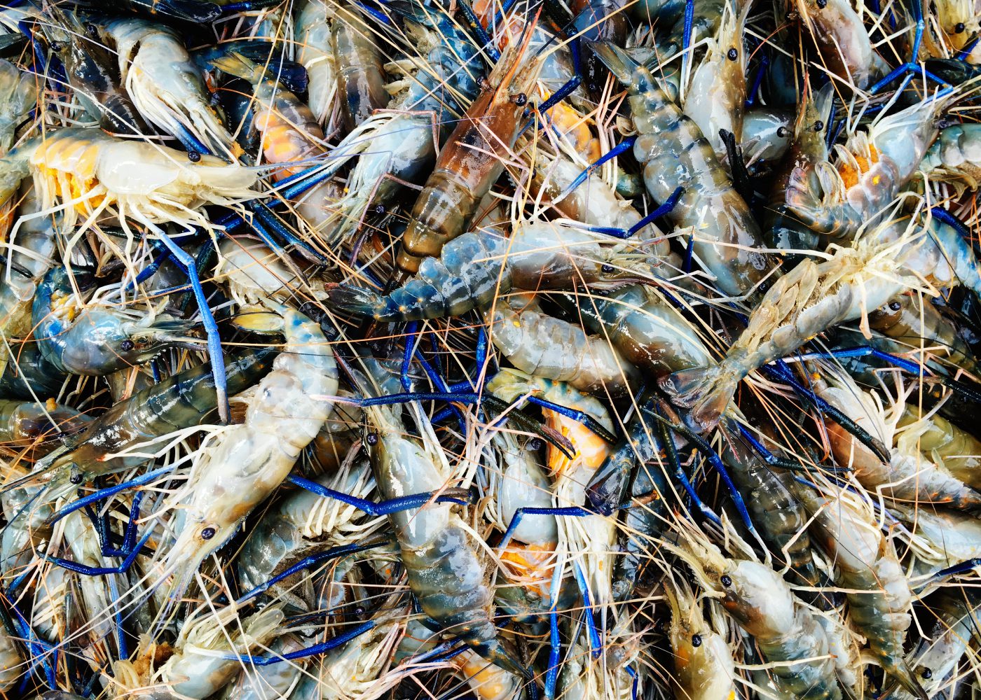 Yabby dabba doo! The best places in Singapore to go prawning with the kids
