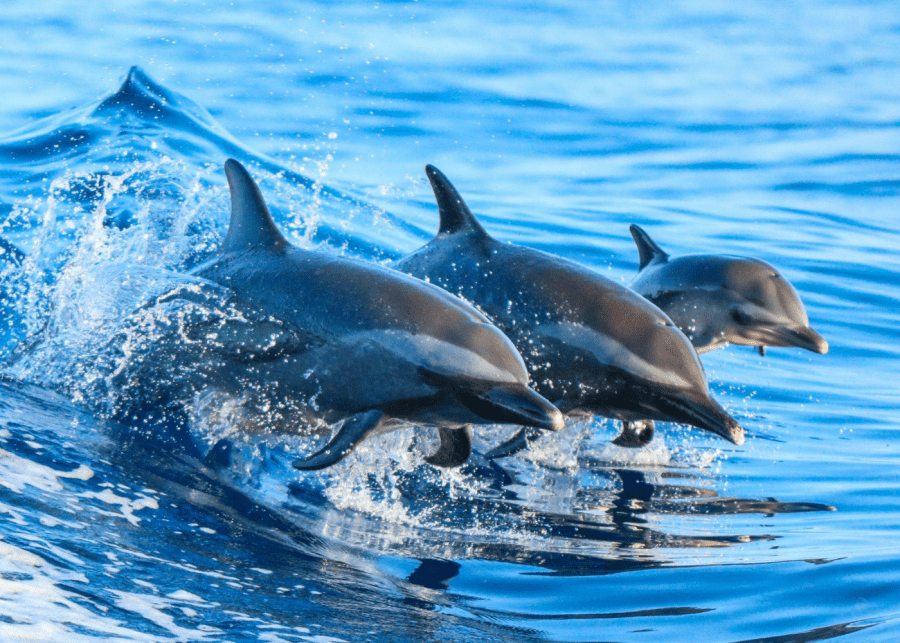 dolphin cruise in the maldives
