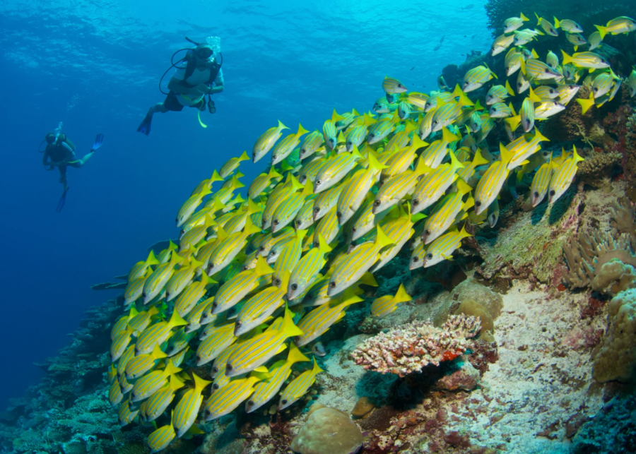 snorkelling Maldives