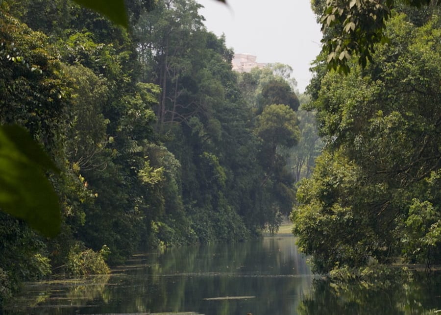 Central Catchment Nature Reserve & MacRitchie Reservoir