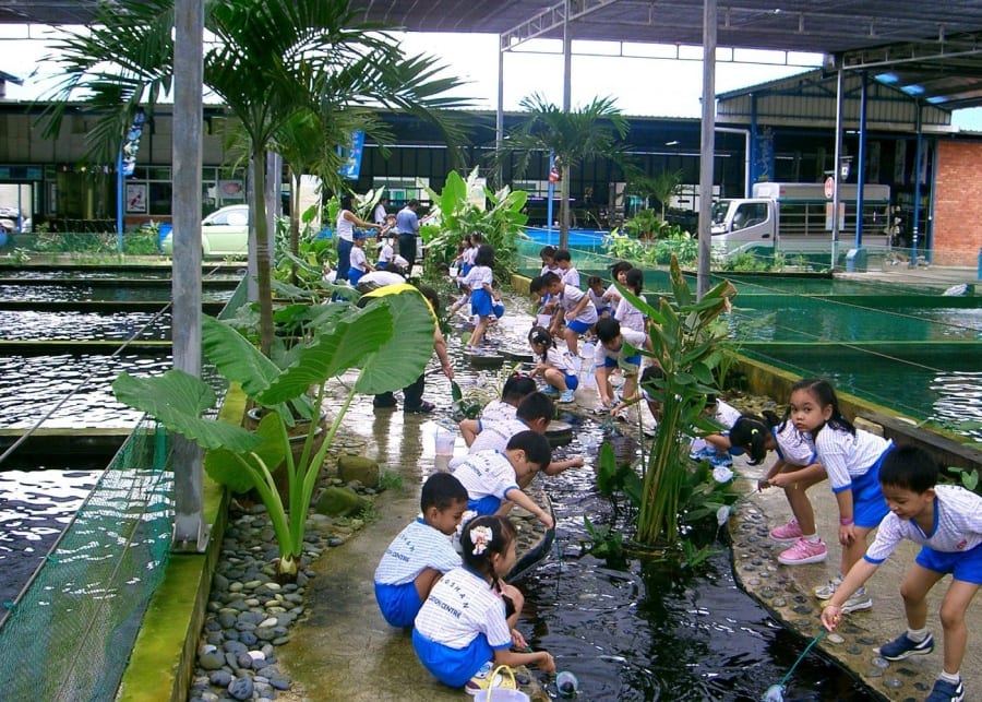 Longkang fishing at Mainland Tropical Fish Farm, Singapore