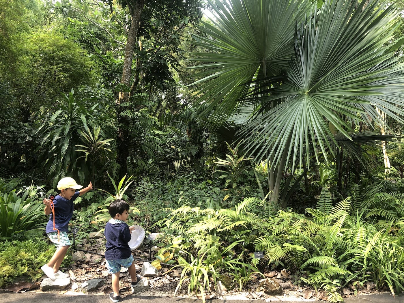 Guide to the Singapore Botanic Gardens with kids: Everything you need to know before you go