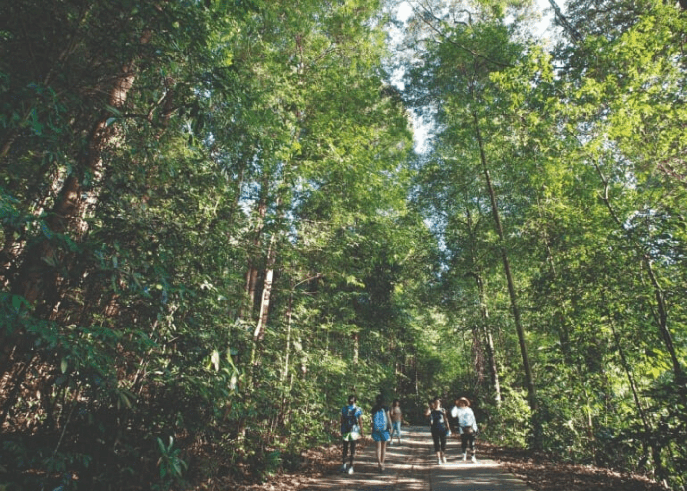 Hiking with kids at Bukit Timah Nature Reserve, Singapore