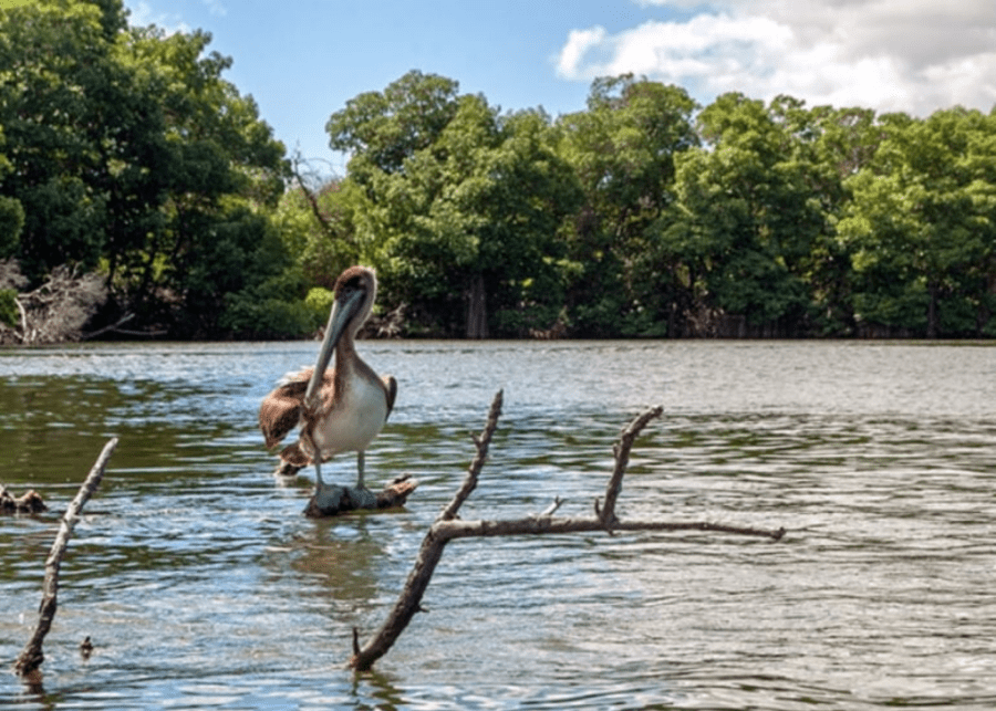 Kingfisher spotted at Sungei Buloh | hiking with kids in Singapore