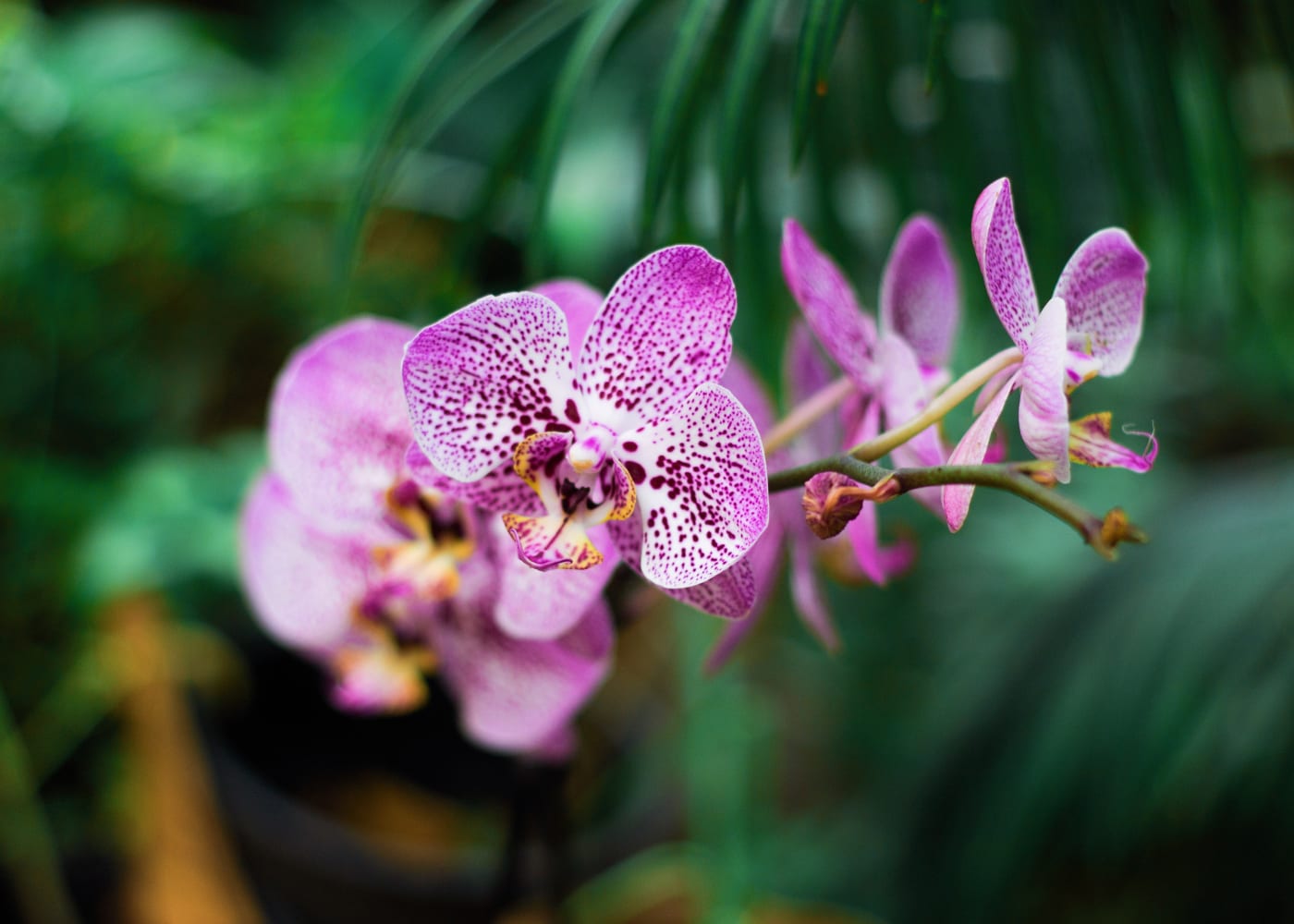 Cool Zone, National Orchid Garden