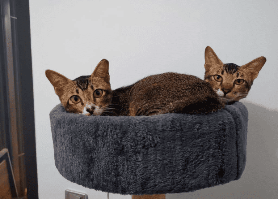 cat-welfare-society