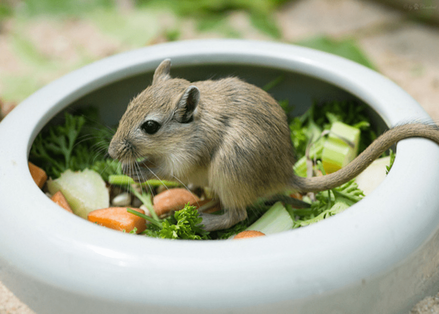 Gerbils | Small pets for small people