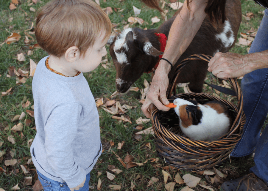 Guinea pigs | Small pets for small people