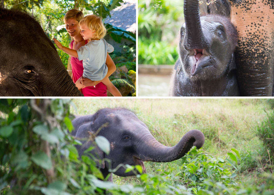 Elephant sanctuary Phuket Thailand