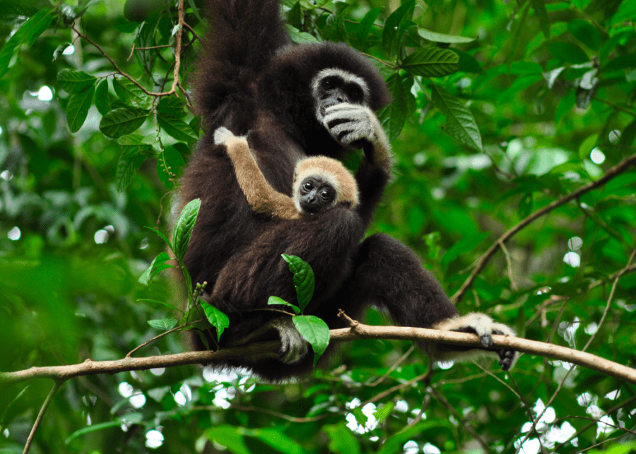 Gibbon Rehabilitation Centre Phuket
