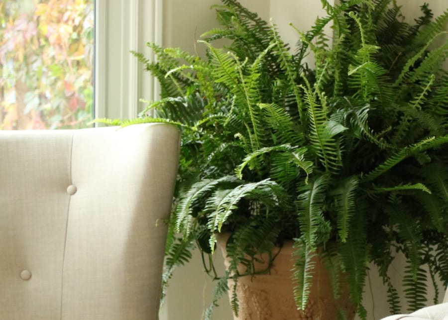 Ferns | Indoor plants