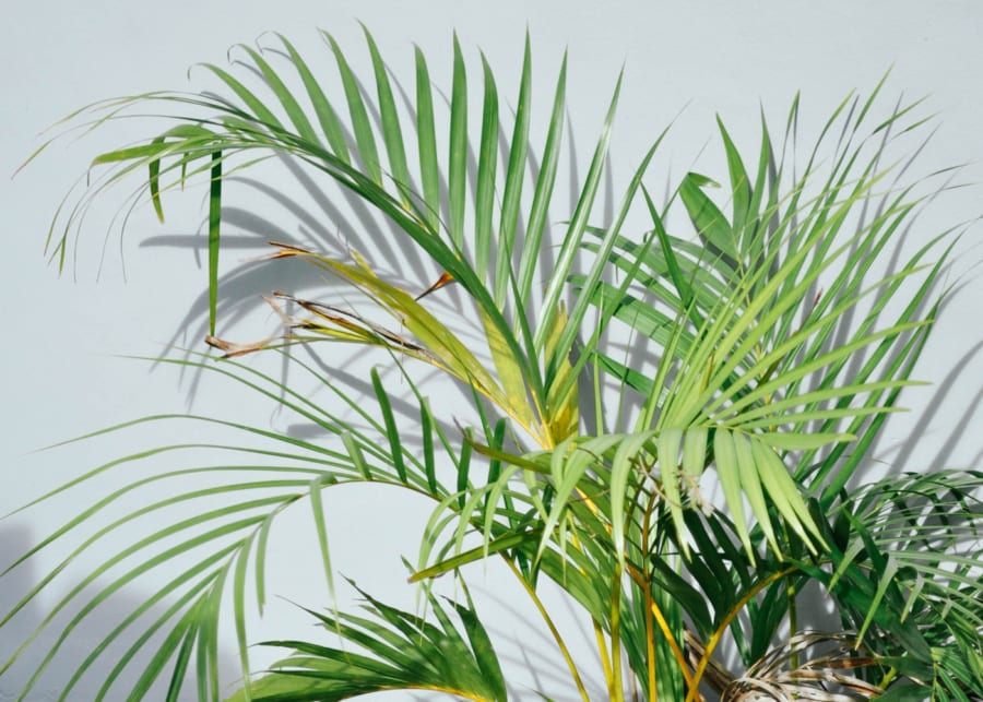 Palms | Indoor plants
