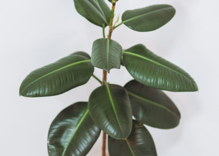 Ficus | Indoor plants