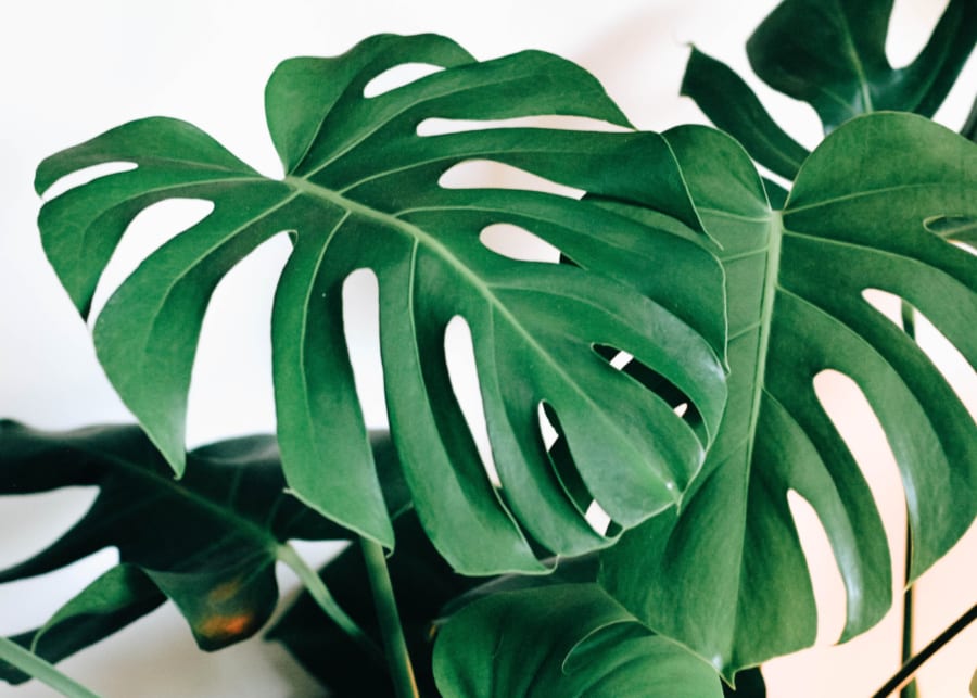 Monstera Swiss Cheese Plant | Indoor plants