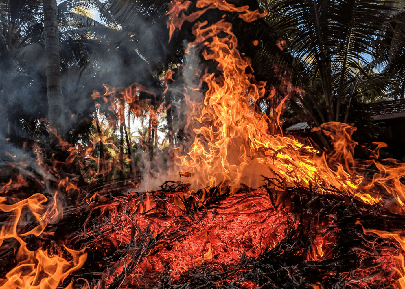 Forest fires are the cause of the haze affecting Singapore. Image: Guduru Ajay Bhargav via Pexels