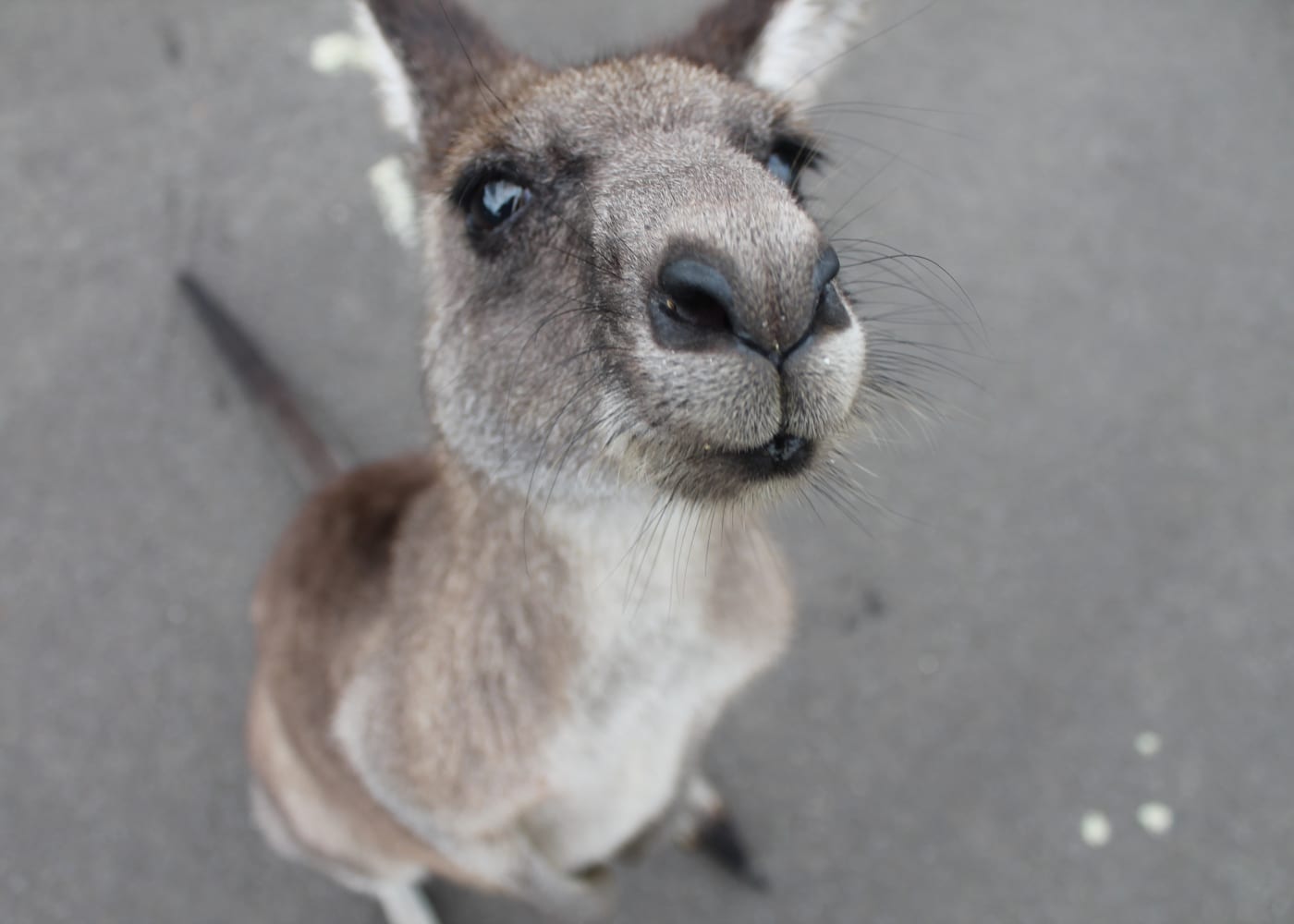 kangaroo island