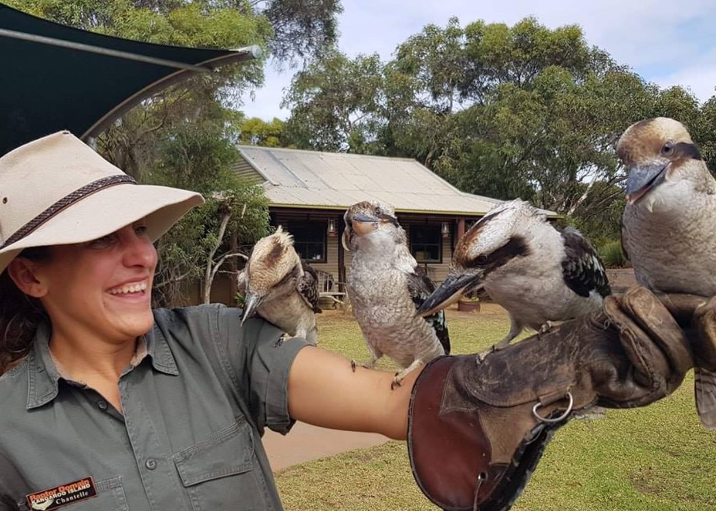kangaroo island raptor