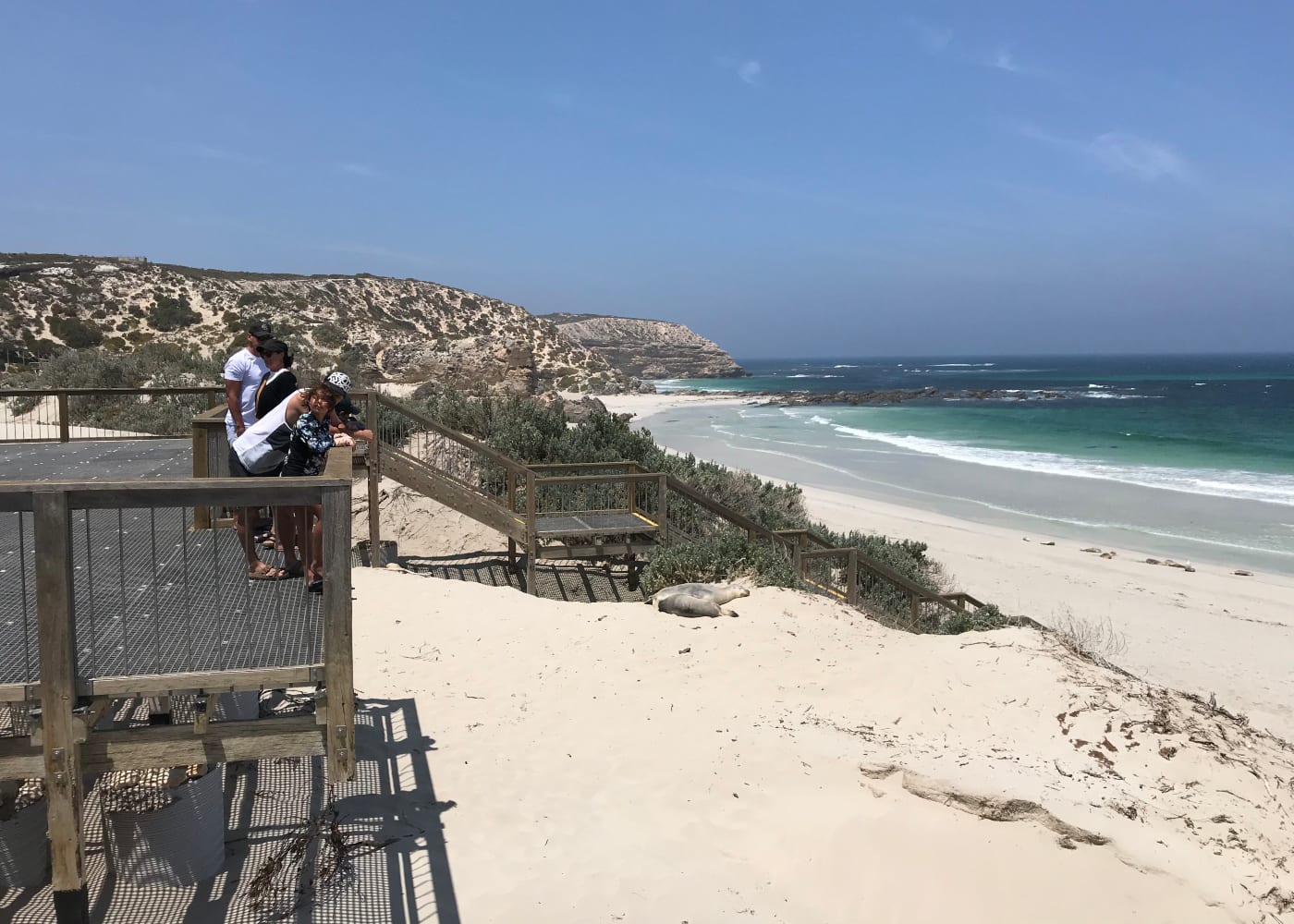 kangaroo island seal bay