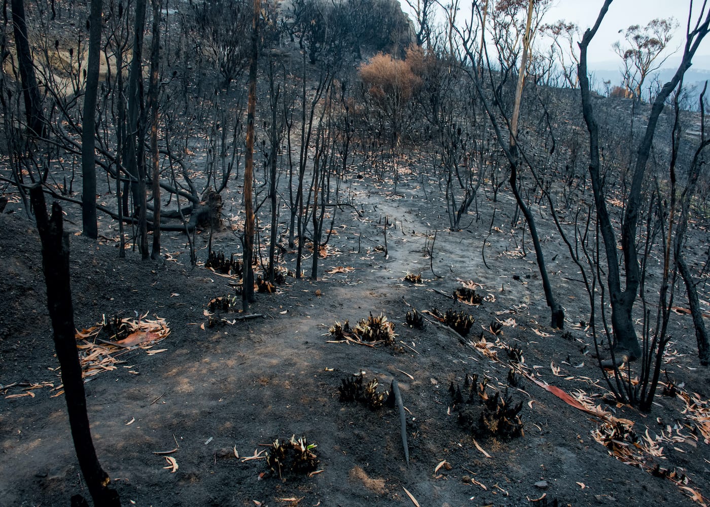 Australia Bushfires | HoneyKids Asia