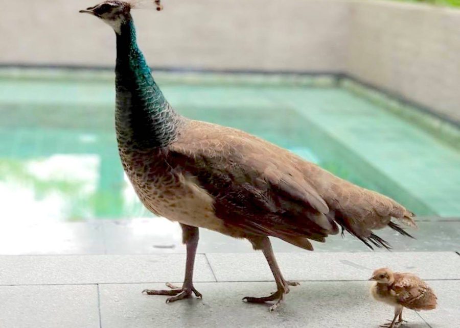 covid-19 cute animals therapy capella singapore peacocks
